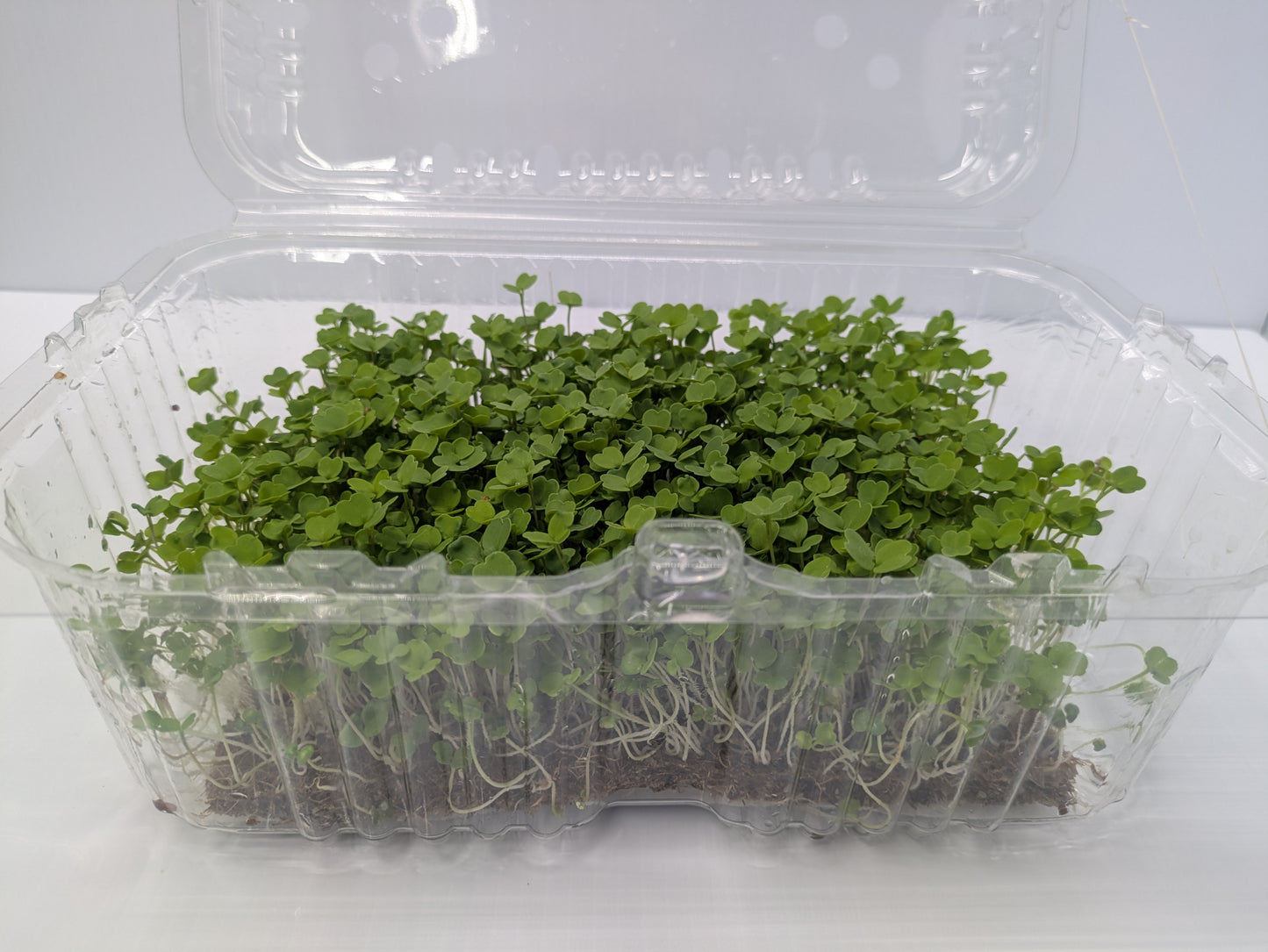 Micro Arugula