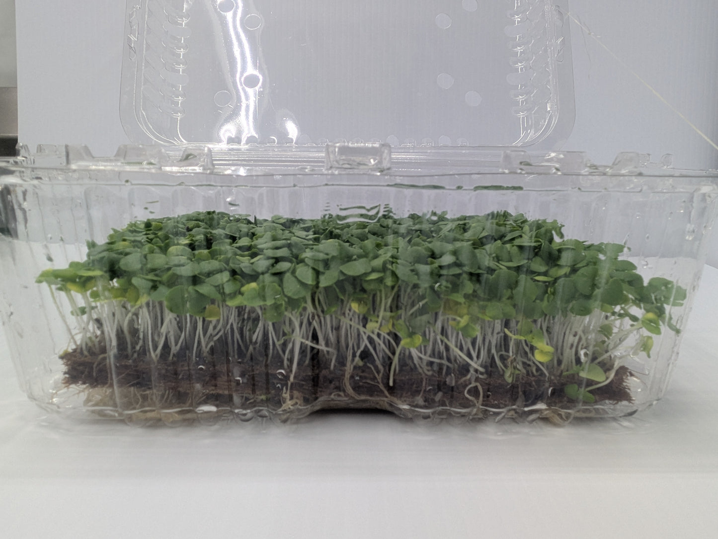 Micro Basil