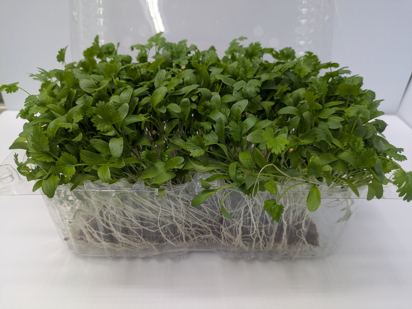 Large Leaf Micro Cilantro