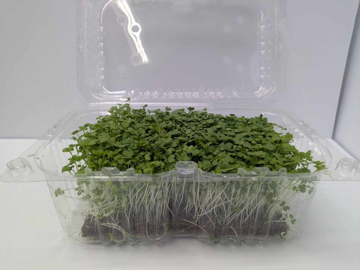 Micro Mustard