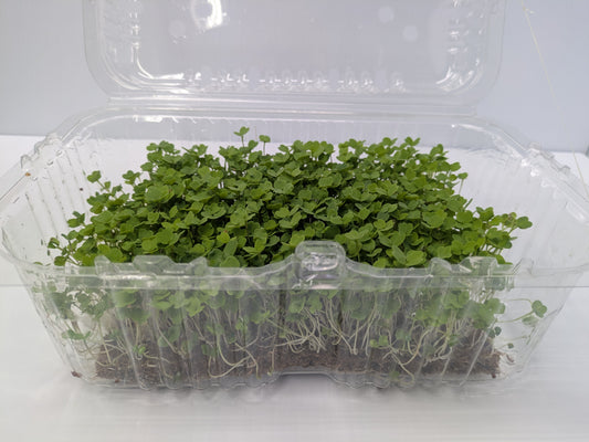 Micro Arugula
