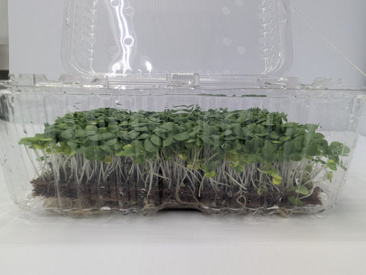 Micro Basil