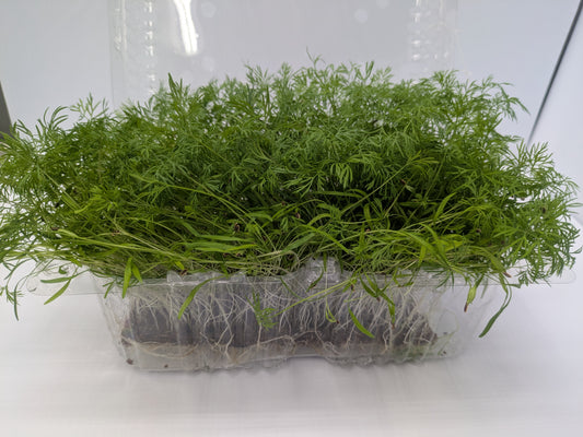 Large Leaf Micro Dill