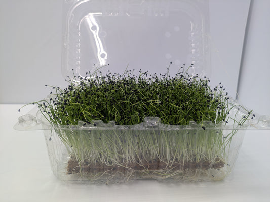 Micro Leek