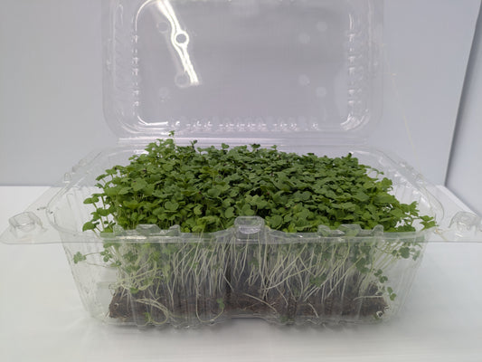 Micro Mustard