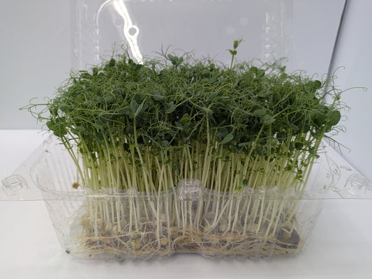 Micro Pea