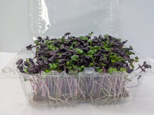 Micro Radish Mix